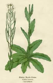 Attēlu rezultāti vaicājumam “Arabis hirsuta”