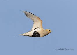 Image result for Syrrhaptes paradoxus