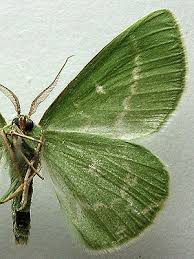 Attēlu rezultāti vaicājumam “Thetidia smaragdaria”