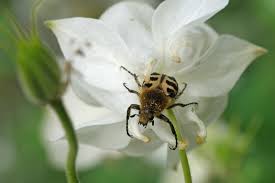 Attēlu rezultāti vaicājumam “Trichius fasciatus imago”