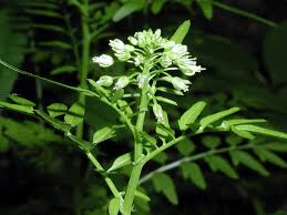 Attēlu rezultāti vaicājumam “Cardamine impatiens leaf”