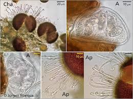 Attēlu rezultāti vaicājumam “Sawadaea tulasnei”