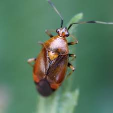 Attēlu rezultāti vaicājumam “Deraeocoris ruber imago”