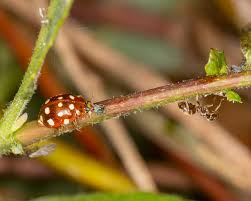 Attēlu rezultāti vaicājumam “Aphis farinosa”