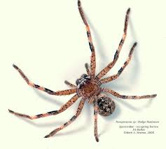 Attēlu rezultāti vaicājumam “Sparassidae”