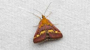 Attēlu rezultāti vaicājumam “Pyrausta purpuralis”