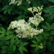 Attēlu rezultāti vaicājumam “Filipendula ulmaria  flower”