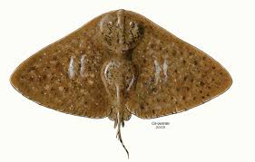 Image result for Gymnura natalensis