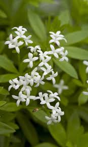 Image result for Galium odoratum