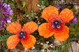 Attēlu rezultāti vaicājumam “Papaver argemone flower”