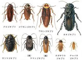 Image result for ゴキブリ報告所