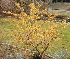 Attēlu rezultāti vaicājumam “Hamamelis mollis”