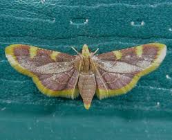 Attēlu rezultāti vaicājumam “Hypsopygia costalis”