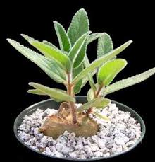 Image result for Sinningia