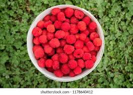 Attēlu rezultāti vaicājumam “Rubus illecebrosus fruit”