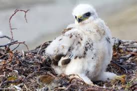 Attēlu rezultāti vaicājumam “Buteo buteo nest”