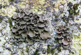 Attēlu rezultāti vaicājumam “Dermatocarpon luridum”