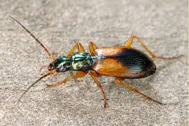 Attēlu rezultāti vaicājumam “Anchomenus dorsalis”