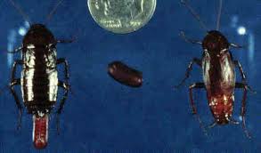 Image result for periplaneta americana