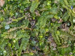 Attēlu rezultāti vaicājumam “Geocalyx graveolens”