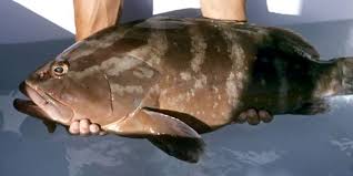 Image result for Epinephelus striatus