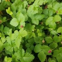 Attēlu rezultāti vaicājumam “Rubus arcticus”