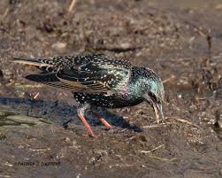 Attēlu rezultāti vaicājumam “Sturnus vulgaris male”