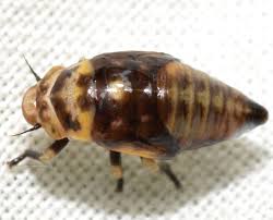 Attēlu rezultāti vaicājumam “Aphrophoridae imago”