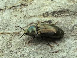 Attēlu rezultāti vaicājumam “Selatosomus aeneus”