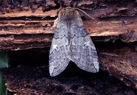 Attēlu rezultāti vaicājumam “Tethea or”