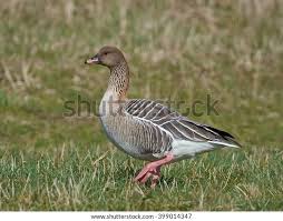 Attēlu rezultāti vaicājumam “Anser brachyrhynchus adult”