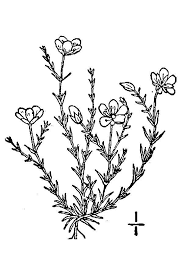 Attēlu rezultāti vaicājumam “Sagina nodosa flower”