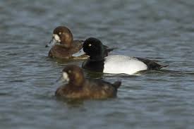 Image result for Aythya marila