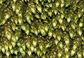 Attēlu rezultāti vaicājumam “Taxiphyllum wissgrillii”