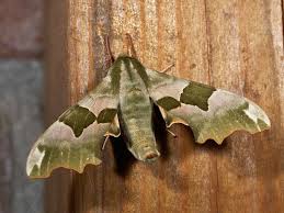 Attēlu rezultāti vaicājumam “Mimas tiliae”