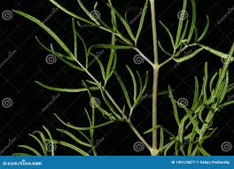 Attēlu rezultāti vaicājumam “Thalictrum lucidum leaf”