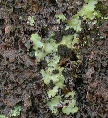 Attēlu rezultāti vaicājumam “Lobaria amplissima”