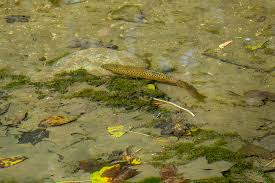 Image result for Salmo ciscaucasicus