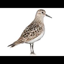 Image result for Calidris bairdii