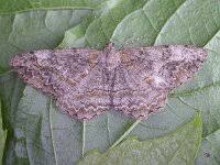 Attēlu rezultāti vaicājumam “Alcis repandata”