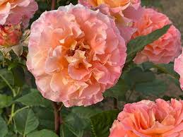 「花薔薇エルフ」の画像検索結果