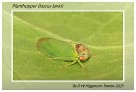 Attēlu rezultāti vaicājumam “Alloeotomus sp.”