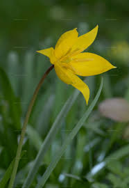 Attēlu rezultāti vaicājumam “Tulipa sylvestris fruit”