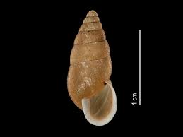 Attēlu rezultāti vaicājumam “Ena montana”