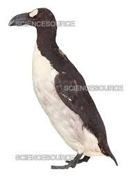 Image result for Pinguinus impennis