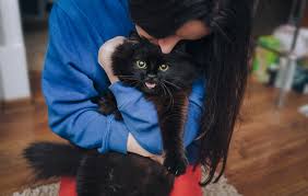 Image result for Black Cat Sac