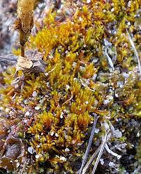 Attēlu rezultāti vaicājumam “Platydictya jungermannioides”