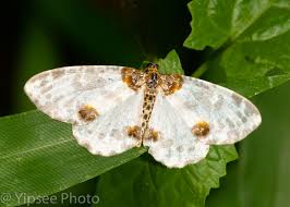 Attēlu rezultāti vaicājumam “Abraxas sylvata larva”