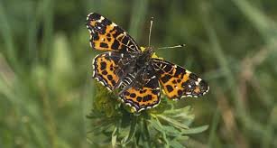 Attēlu rezultāti vaicājumam “Araschnia levana larva”