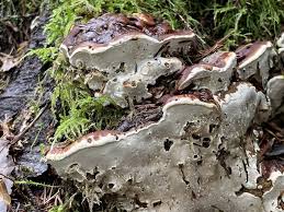 Attēlu rezultāti vaicājumam “Bondarzewia mesenterica”